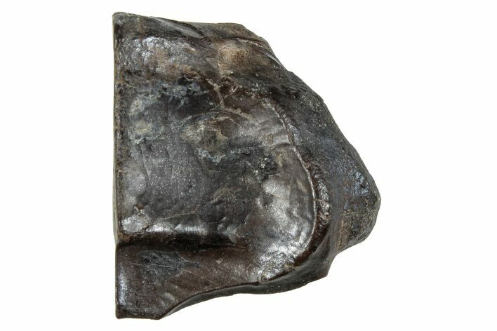 Fossil Dinosaur (Triceratops) Shed Tooth - Montana #288093